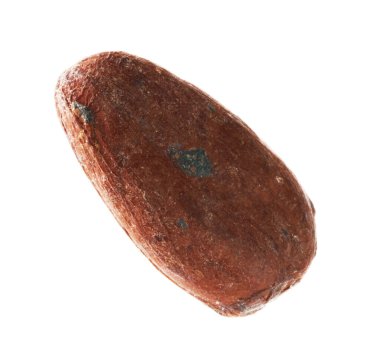 Bir doğal kakao çekirdeği beyaz üzerine izole edilmiş.