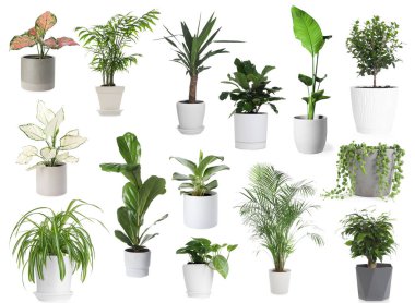 Beyaz tencerelerde yeşil ev bitkileri, set