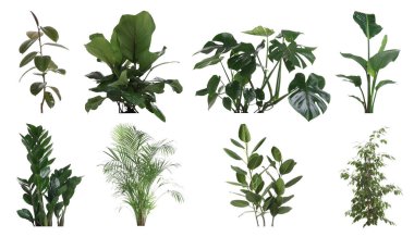 Bereketli yeşil ev bitkileri beyazda izole edilmiş, set