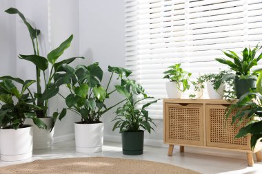 Farklı saksı bitkileri ve ahşap dolap.