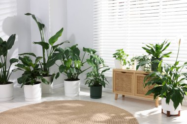 Farklı saksı bitkileri ve ahşap dolap.