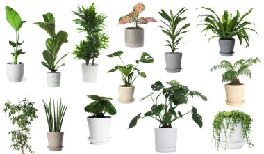 Beyaz tencerelerde yeşil ev bitkileri, set