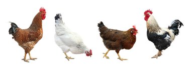 Beyaz arka planda horozlar ve tavuklar. Evcil kuşlar