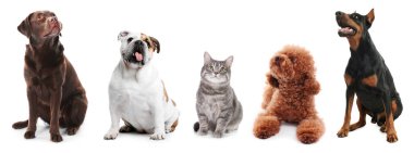 Beyaz arka planda aynı yöne bakan sevimli kedi ve köpekler.