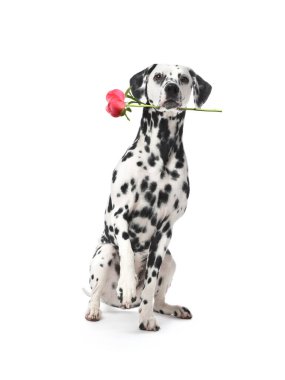 Beyaz arka planda şakayık çiçeğini tutan sevimli Dalmaçyalı köpek.