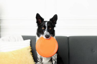 İçeride uçan diski olan şirin bir Border Collie köpeği.