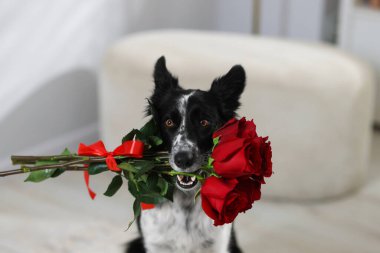 Kırmızı güllü şirin bir Border Collie köpeği, yakın plan.