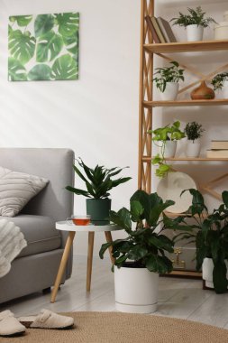 Tencere ve yatağın içinde farklı güzel bitkiler.