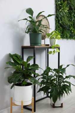 Işık duvarının yanındaki masada güzel saksılar var.