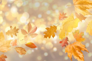 Parlak sonbahar yaprakları parlak arka planda Bokeh ışıklarına karşı havada uçuşuyor.