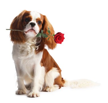 Beyaz arka planda gülü olan sevimli bir köpek.