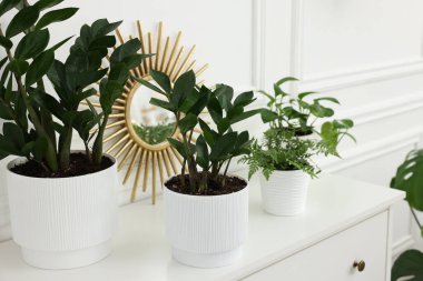 Beyaz şifoniyerde farklı saksı bitkileri, kapalı alanda, yakın planda.