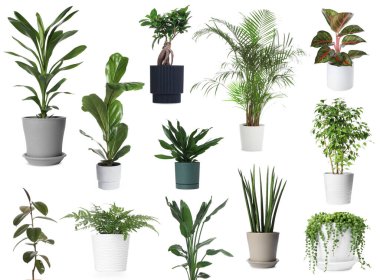 Beyaz tencerelerde yeşil ev bitkileri, set