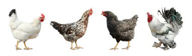 Beyaz arka planda horoz ve tavuklar. Evcil kuşlar