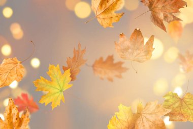 Parlak sonbahar yaprakları renk arkaplanındaki Bokeh ışıklarına karşı havada uçuşuyor