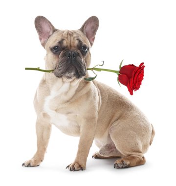 Beyaz arka planda gülü olan sevimli bir köpek.