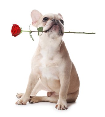 Beyaz arka planda gülü olan sevimli bir köpek.