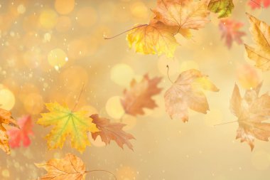 Parlak sonbahar yaprakları altın arka planda Bokeh ışıklarına karşı havada uçuşuyor.