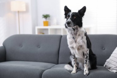 Evdeki kanepede oturan sevimli Border Collie köpeği. Metin için boşluk