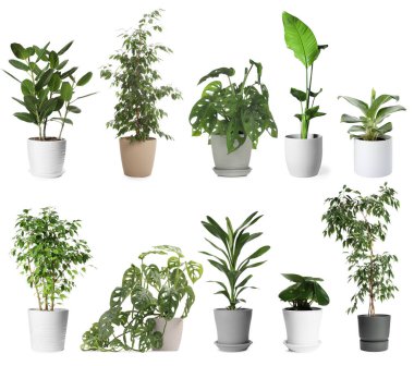 Yeşil saksılı ev bitkileri beyazda izole edilmiş, set