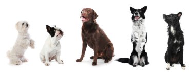 Beyaz arka planda aynı yöne bakan sevimli köpekler.