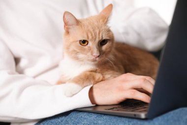 Laptop kullanan sevimli kedisi olan adam, yakın plan.