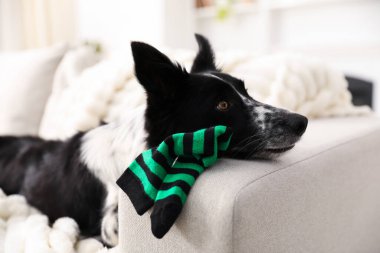 Beyaz kanepede çoraplı şirin Border Collie köpeği, yakın plan.