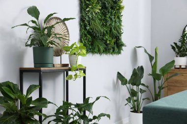 Işık duvarının yanındaki masada güzel saksılar var.