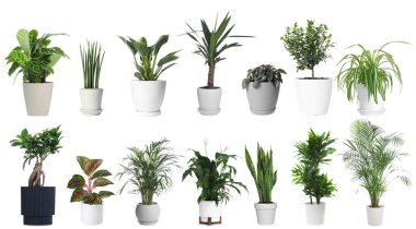 Beyaz tencerelerde yeşil ev bitkileri, set