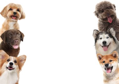 Farklı cinsten şirin köpekler, beyazlar üzerinde izole edilmiş.