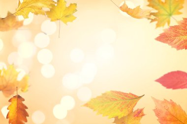 Havada uçan güzel sonbahar yaprakları ve altın arka planda bokeh ışıkları