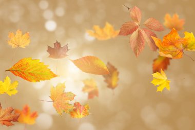 Parlak sonbahar yaprakları havada uçuşuyor pastel kahverengi arka planda Bokeh ışıklarına karşı