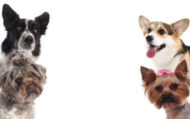 Farklı cinsten sevimli köpekler, beyazlar üzerinde izole edilmiş.