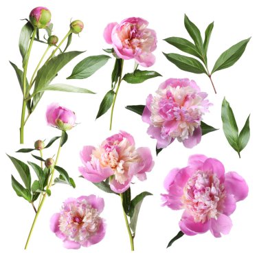 Yeşil yapraklı taze şakayıklar beyaz üzerine izole edilmiş.