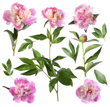 Yeşil yapraklı taze şakayıklar beyaz üzerine izole edilmiş.