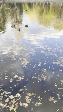 Parkta düşen yapraklarla gölde yüzen ördekler.