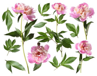 Yeşil yapraklı taze şakayıklar beyaz üzerine izole edilmiş.