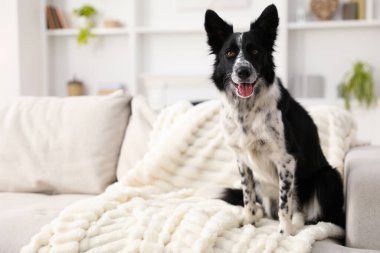 Evdeki kanepede oturan sevimli Border Collie köpeği. Metin için boşluk