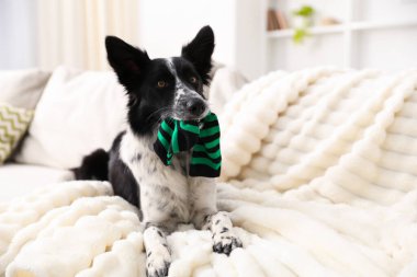 Beyaz kanepede çoraplı şirin Border Collie köpeği. Metin için boşluk