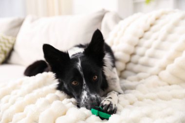Beyaz kanepede çoraplı şirin Border Collie köpeği, yakın plan.