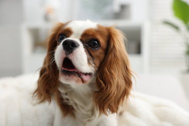 Bulanık arka planda, sevimli Şövalye Kral Charles Spaniel 'in portresi