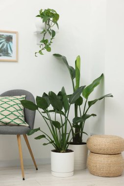 Farklı saksıda saksılar, koltuklar ve beyaz duvarın yanında puflar. İç tasarım