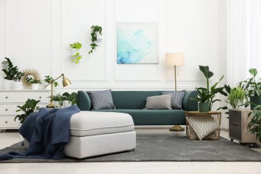 Farklı saksı bitkileri, kanepe ve oturma odasındaki diğer mobilyalar.