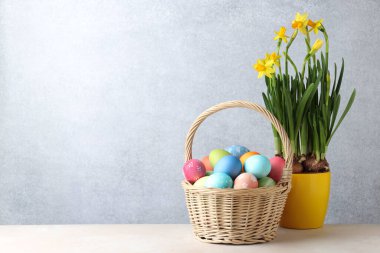 Hasır sepete boyanmış Paskalya yumurtaları ve bej masaya güzel nergisler, mesaj için yer.