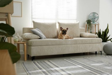 Odadaki kanepede tatlı Fransız bulldog 'u.