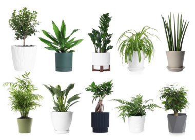 Yeşil saksılı ev bitkileri beyazda izole edilmiş, set