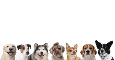 Farklı cinsten şirin köpekler, beyazlar üzerinde izole edilmiş.