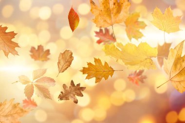 Güzel sonbahar yaprakları parlak arka planda Bokeh ışıklarına karşı havada uçuşuyor.