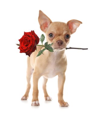 Beyaz arka planda gülü olan sevimli bir köpek.