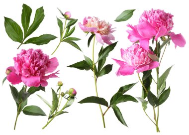 Yeşil yapraklı taze şakayıklar beyaz üzerine izole edilmiş.